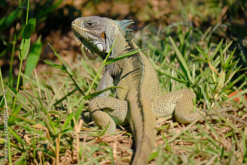 Green Iguana  Iguana Iguana  also known as the American Iguana  Pantanal  Porto Jofre  Mato Grosso  Brazil