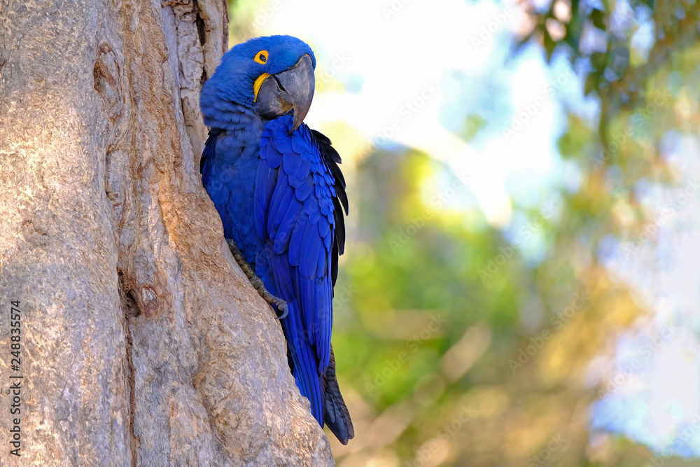 Obraz premium Hyacinth Macaw, Anodorhynchus Hyacinthinus, or Hyacinthine Macaw, Pantanal, Mato Grosso do Sul, Brazil