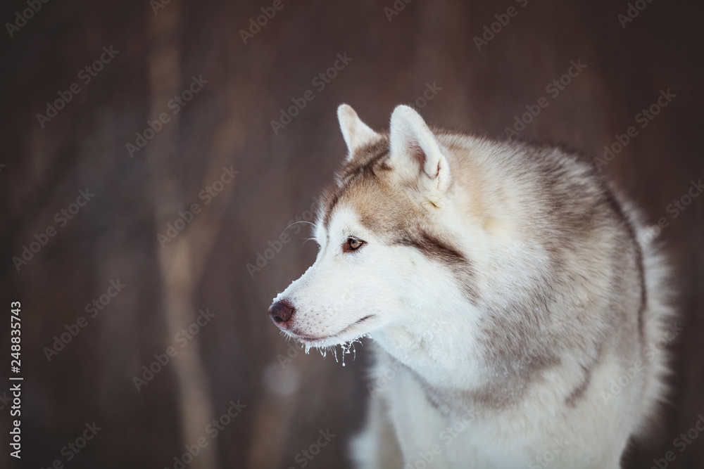 Close-up portrait of free Siberian Husky dog sitting is on the snow in winter forest at sunset on forest background