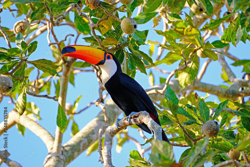 Toco Toucan, Ramphastos Toco, also known as the Common Toucan, Giant Toucan, Pantanal, Porto Jofre, Brazil Toco Toucan, Ramphastos Toco, also known as the Common Toucan, Giant Toucan, Pantanal, Porto Jofre, Brazil
