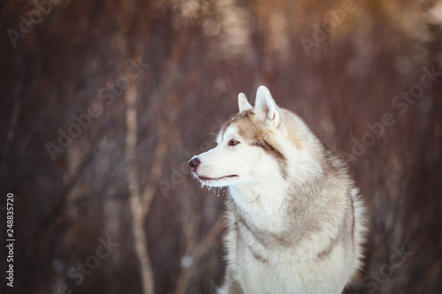 Close-up portrait of free Siberian Husky dog sitting is on the snow in winter forest at sunset