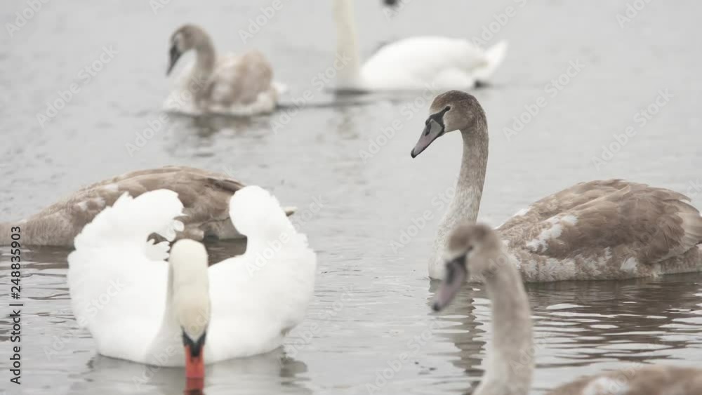 Wild white mute swan swims on a water with several young gray swans (4K, 25fps) Wild white mute swan swims on a water with several young gray swans (4K, 25fps)