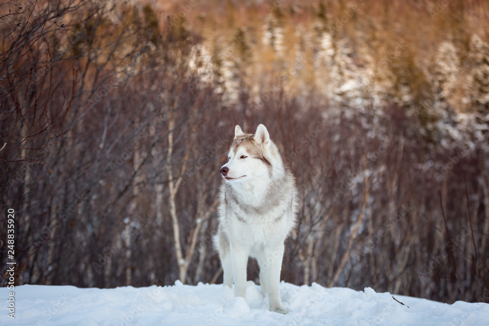 Naklejka premium Portrait of gorgeous Siberian Husky dog standing is on the snow in winter forest at sunset on bright mountain background.