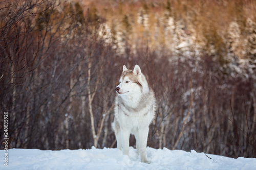 Portrait of gorgeous Siberian Husky dog standing is on the snow in winter forest at sunset on bright mountain background.