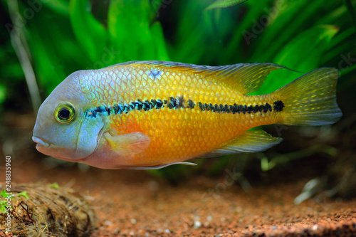Nicaragua Cichlid (Hypsophrys nicaraguensis) fish in home aquarium