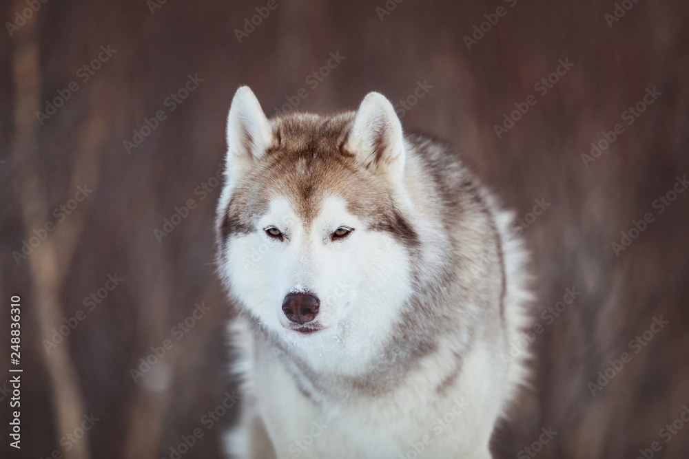 Beautiful and free Siberian Husky dog sitting is on the snow in winter forest at sunset on mountain background