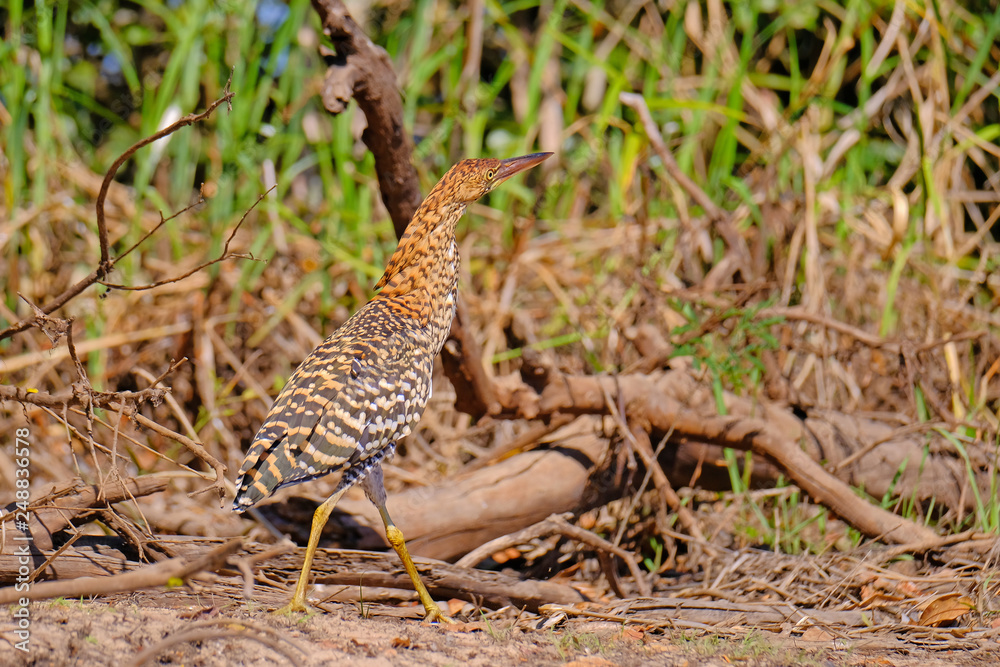 Juvenile young Rufescent Tiger Heron, Tigrisoma Lineatum, in the nature habitat near Porto Jofre, Pantanal, Brazil Juvenile young Rufescent Tiger Heron, Tigrisoma Lineatum, in the nature habitat near Porto Jofre, Pantanal, Brazil