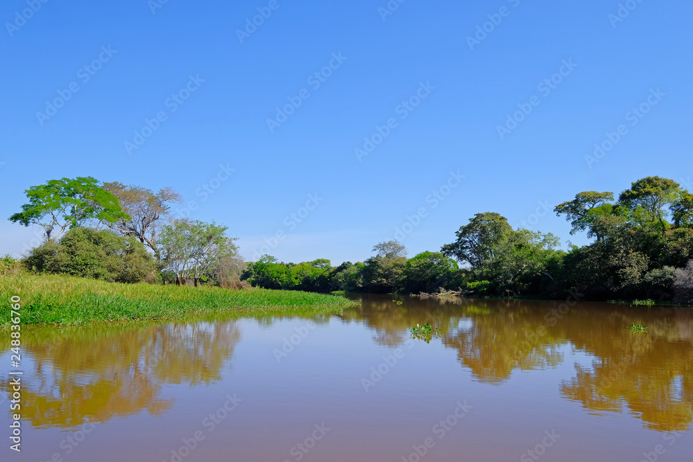 Densely forested shores of the Cuiaba river in the brazilian Pantanal, Porto Jofre, Mato Grosso Do Sul, Brazil
