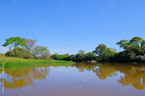 Densely forested shores of the Cuiaba river in the brazilian Pantanal  Porto Jofre  Mato Grosso Do Sul  Brazil