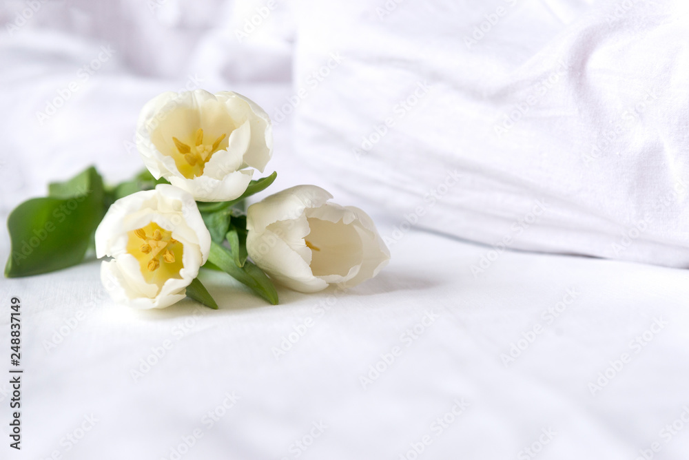 3 white tulips on white bed linen 3 white tulips on white bed linen