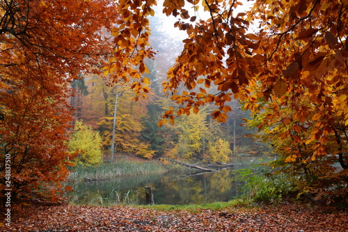 piękna jesień w lesie, jezioro