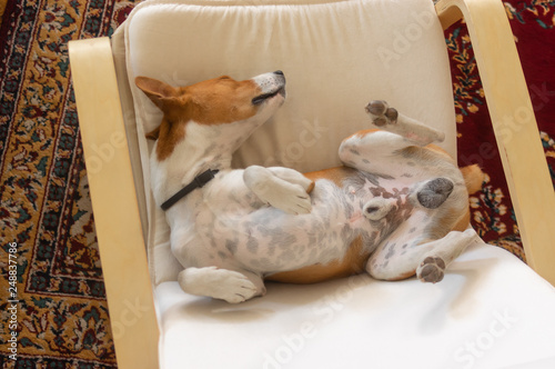 Sleepy Basenji dog being in funny sleeping pose in the chair - top view
