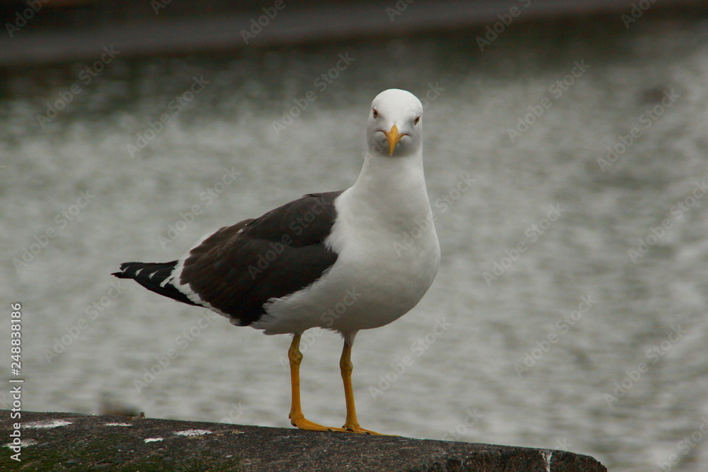 Obraz premium Skeptische Möve