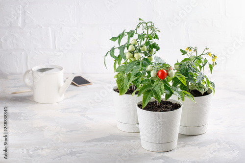 Small bushes of cherry tomatoes grows in a flower pot. Home cultivated potted tomatoes on white background. Gardening concept. © geshas