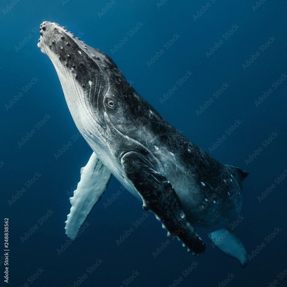 Fototapeta premium Humpback whale