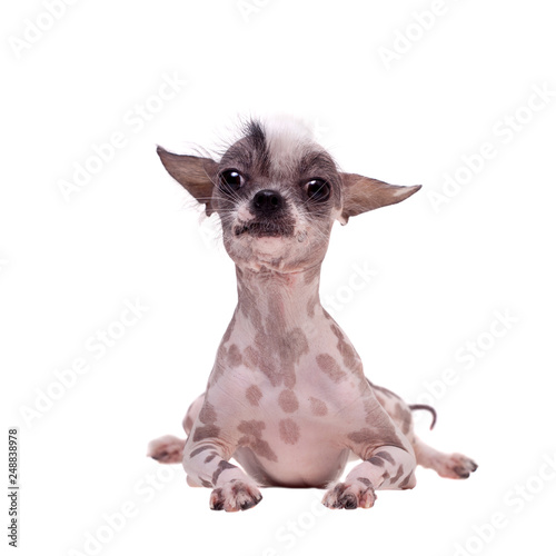 Fotografie Peruvian hairless and chihuahua mix dog on white