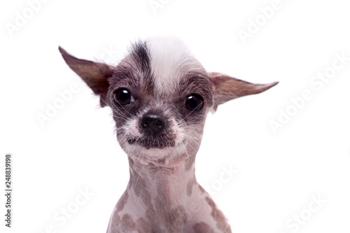 Peruvian hairless and chihuahua mix dog on white