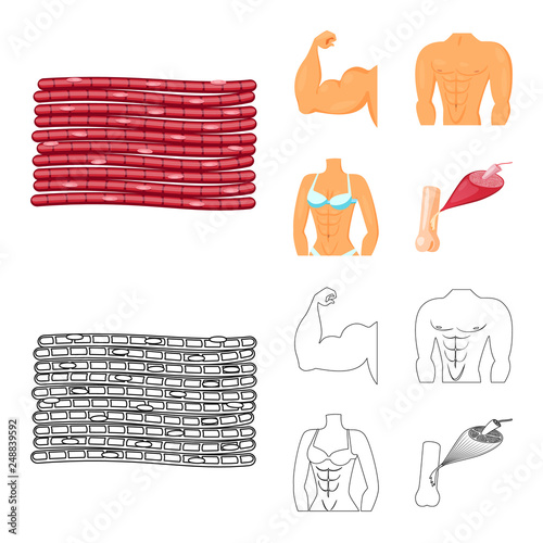 Vector design of fiber and muscular symbol. Set of fiber and body  vector icon for stock.