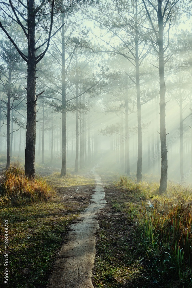 Obraz premium dreamy road among foggy pine forest