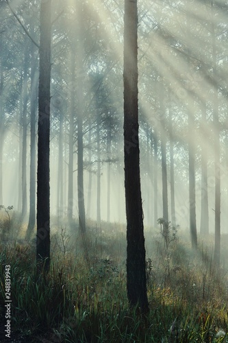 dreamy road among foggy pine forest