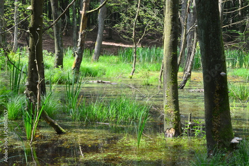 Fototapeta Naklejka Na Ścianę i Meble -  piękna wiosna w lesie, bagno