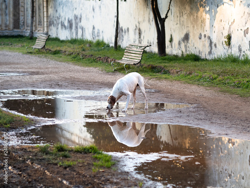 Cute dog drinking and playing in a large puddle 