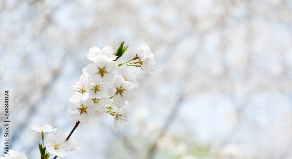 Close up white sakura flower blossom on tree in spring seasonal,banner space for adding text.natural background.