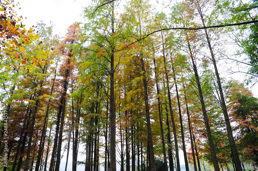Fototapeta premium trees in autumn