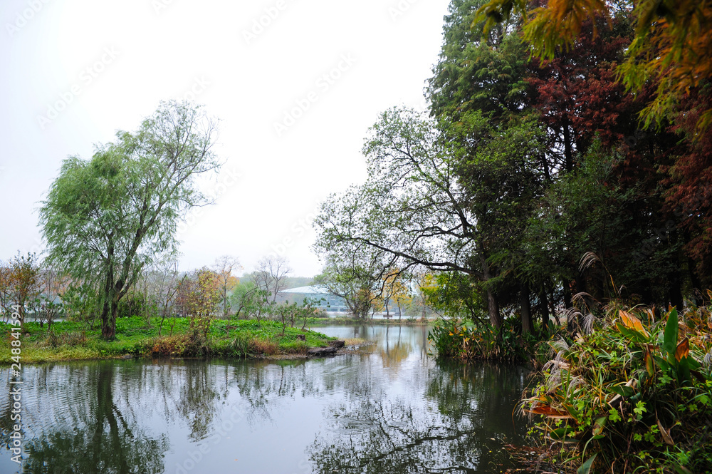 Obraz premium trees in autumn