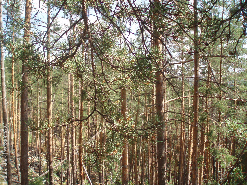 Fototapeta premium trees in the forest
