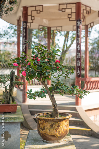 Bonsai tree on a table against a chinese pavilion in BaiHuaTan public park, Chengdu, China