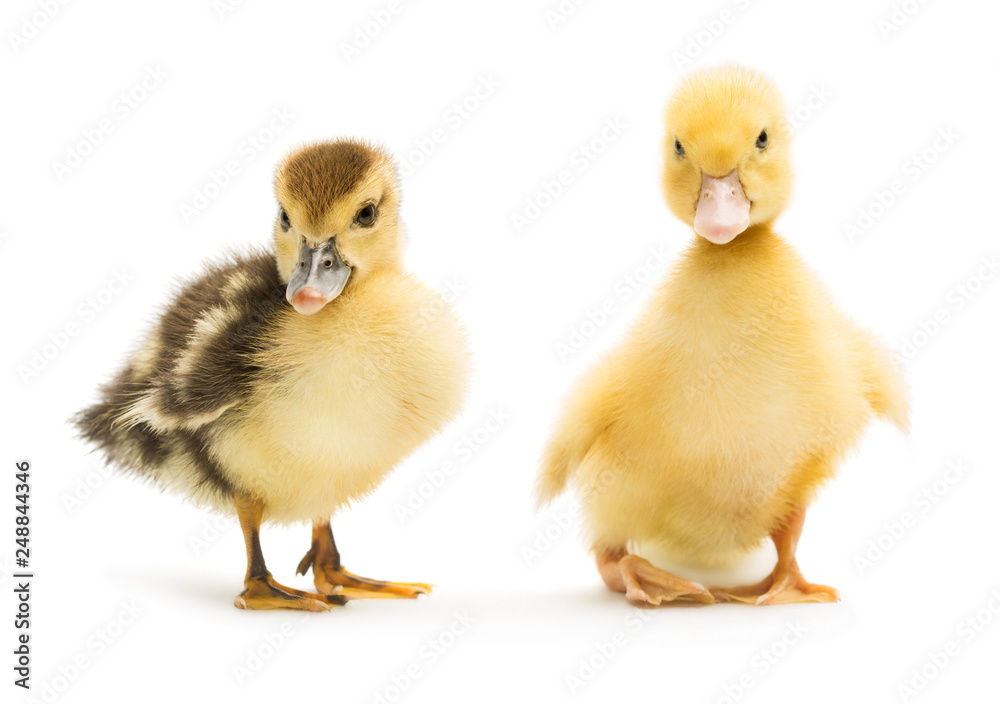 Two cute little duckling