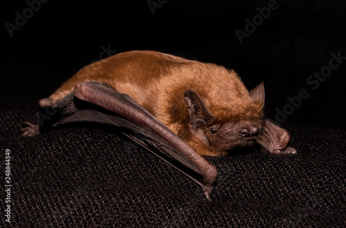 European bat common noctule (Nyctalus noctula) close up, macro portrait on black backround photo