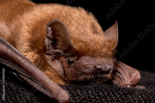 European bat common noctule (Nyctalus noctula) close up, macro portrait on black backround