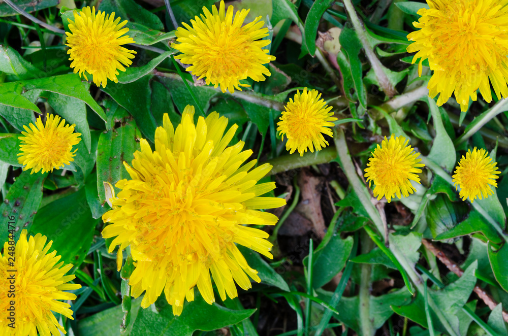 dandelion flowers in the gardens dandelion flowers in the gardens