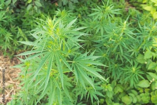 fresh marijuana leaves growing in nature by the road