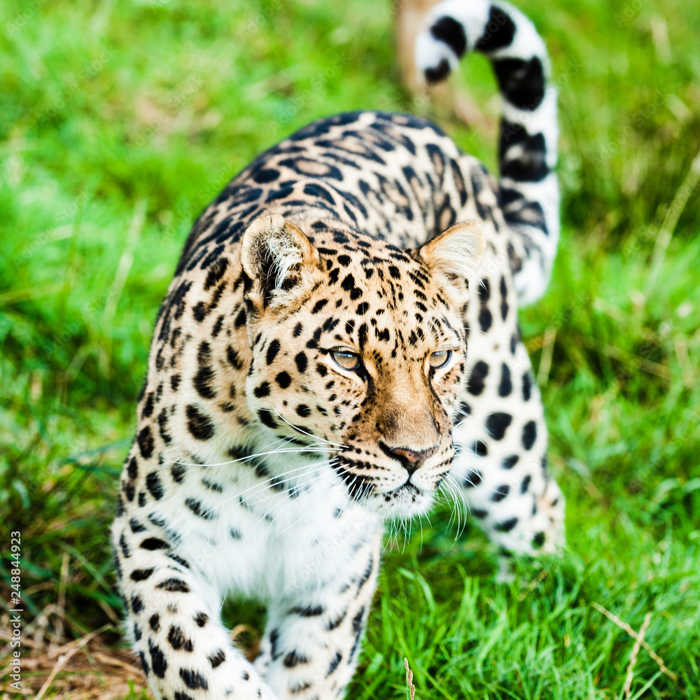 An Amur Leopard, also known as the far east leopard is a leopard native to parts of Russia and China and classified as critically endangered. An Amur Leopard, also known as the far east leopard is a leopard native to parts of Russia and China and classified as critically endangered.