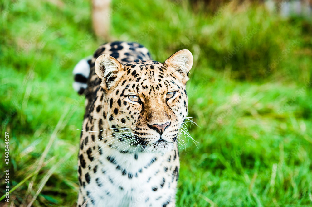 Fototapeta premium An Amur Leopard, also known as the far east leopard is a leopard native to parts of Russia and China and classified as critically endangered.