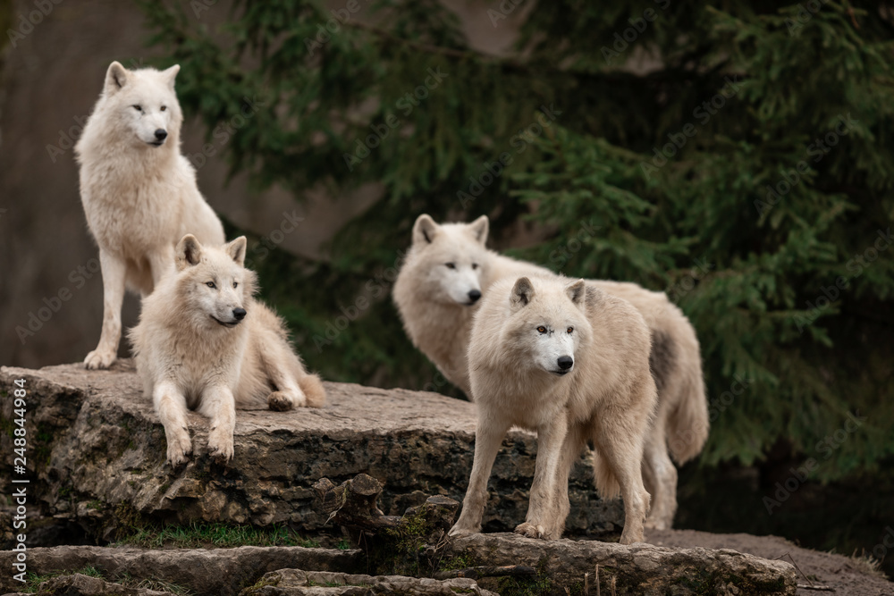 White Wolf in the forest