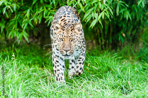 An Amur Leopard, also known as the far east leopard is a leopard native to parts of Russia and China and classified as critically endangered. photo