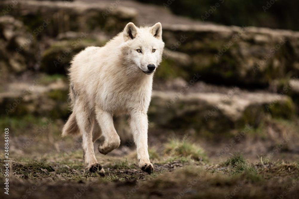 White Wolf in the forest