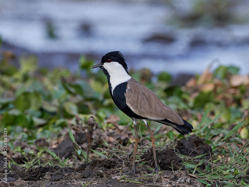 Spur-winged lapwing (Vanellus spinosus) Spur-winged lapwing (Vanellus spinosus)