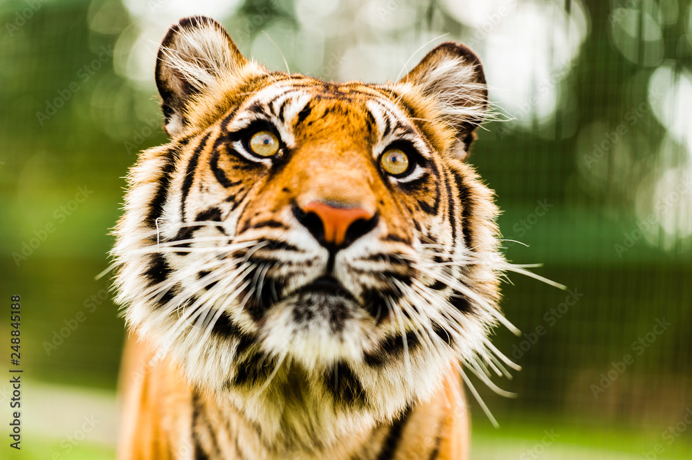 The Sumatran tiger which is the smallest of the tiger subspecies