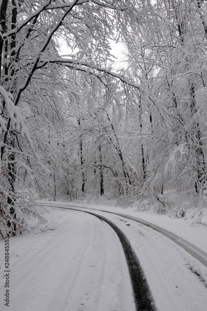 Obraz premium Snowy winter forest. Wet snow is clinging to the branches of the trees. Beautiful white winter fairy tale. Car tracks in the snow.
