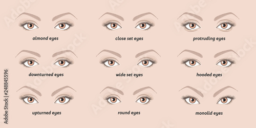 5 basic eyebrow shapes. Various types of eyebrows. Classic type and other. Vector illustration eyebrows with eyes