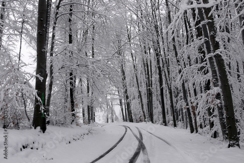 Snowy winter forest. Wet snow is clinging to the branches of the trees. Beautiful white winter fairy tale. Car tracks in the snow.