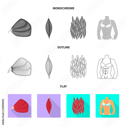 Vector illustration of fiber and muscular symbol. Set of fiber and body  vector icon for stock.