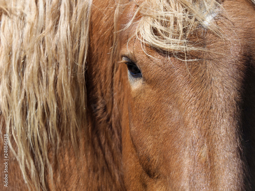 Horse Abstract