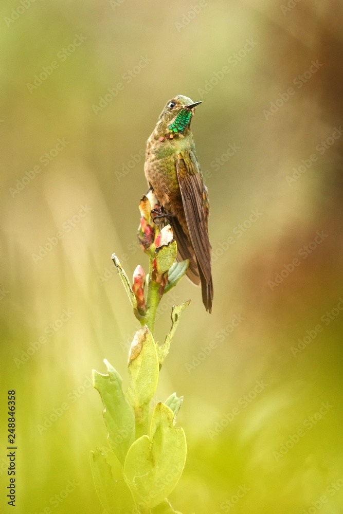 Fototapeta premium Bronze-tailed thornbill sitting on branch, hummingbird from tropical forest,Colombia,bird perching,tiny beautiful bird resting on flower in garden,clear background,nature scene,wildlife, exotic