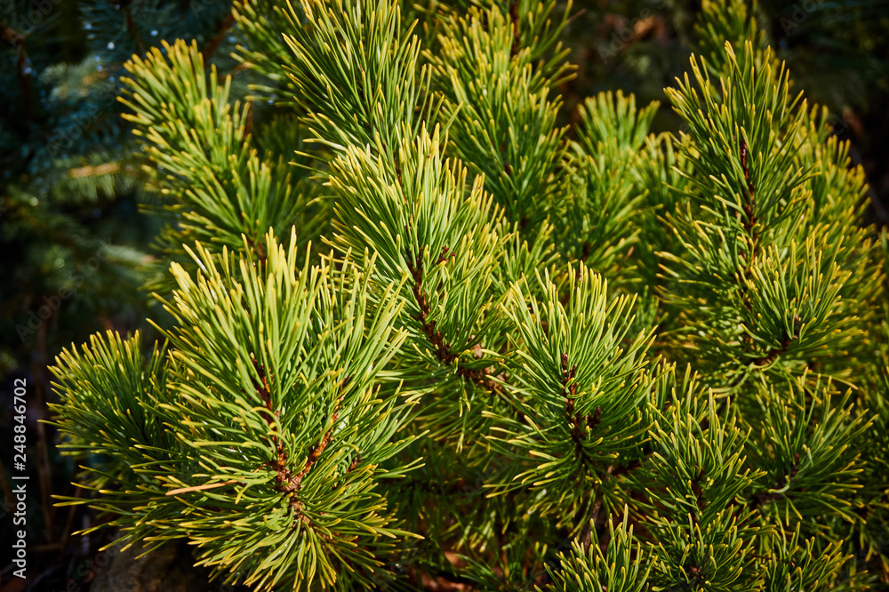 Pine branches of the mountain pine Pinus Mugo Ophir on a blurred dark green  background. Selective